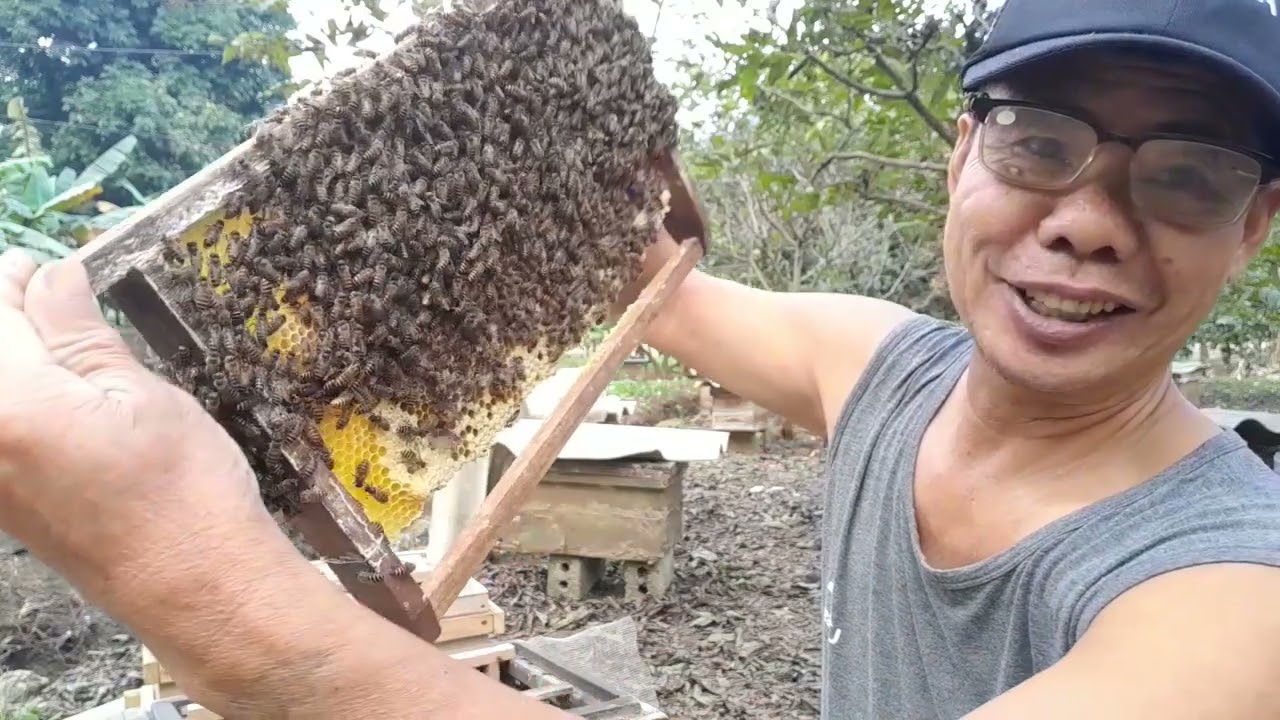 phương pháp tạo 1 cầu chúa cấp tạo rất đơn giản cho người mới học nuôi ong ko biết di trùng