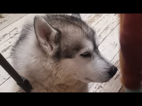 воскресный аншлаг с 10 #хаски