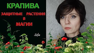 Защитные растения в магии. Крапива.