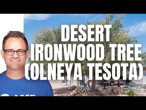 Vídeo: Desert Ironwood Information – Onde o Desert Ironwood Cresce