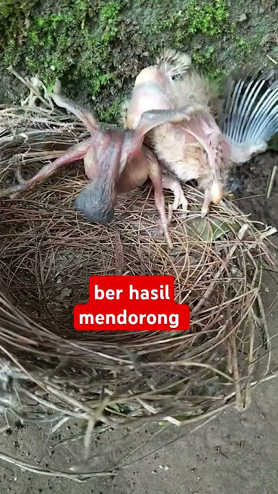 PART 2 ANAK BURUNG KEDASIH INI BER HASIL MENDORONG SODARA TIRINYA KELUAR DARI SARANG #SHORTS