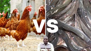 POULTRY VS CATFISH BUSINESS | The Best Business To Start For A Beginner