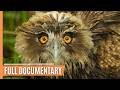 The secret lives of birds and their aerial feats  full documentary
