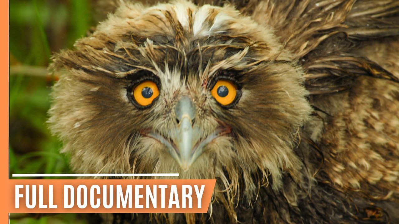 The Secret Lives of Birds and Their Aerial Feats