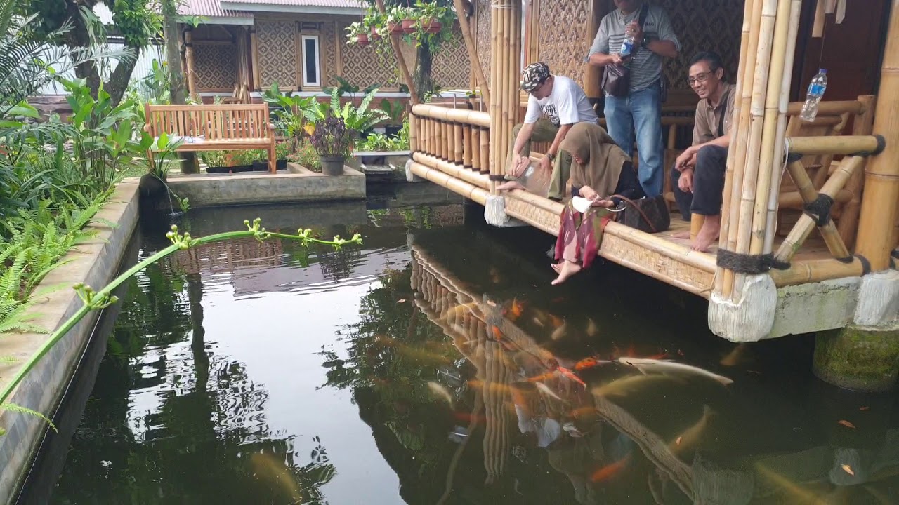 Villa 2 Kamar Di Atas Kolam Ikan YouTube