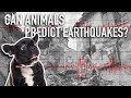 Animal Behavior and Earthquake Prediction
