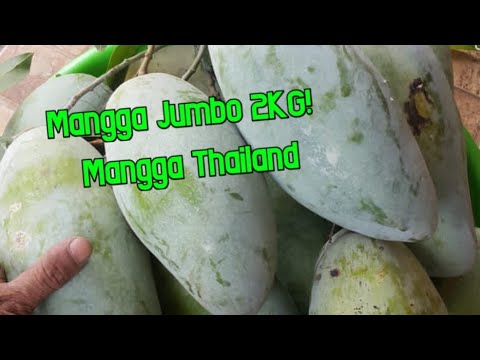 Budidaya Mangga Chokbabun || Mangga Jumbo Thailand - YouTube