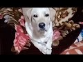 My Jack #dog