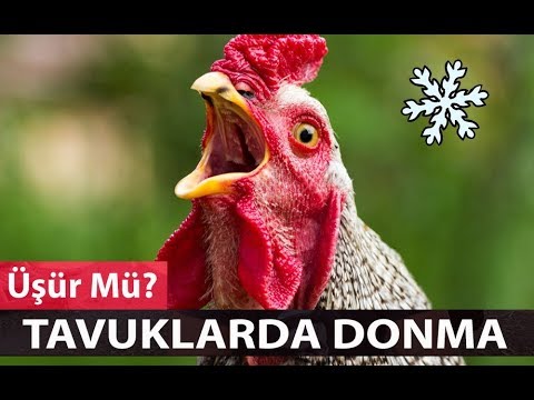 TAVUKLAR ÜŞÜR MÜ? - Tavuklarda DONMA ! #tavukhastalıkları