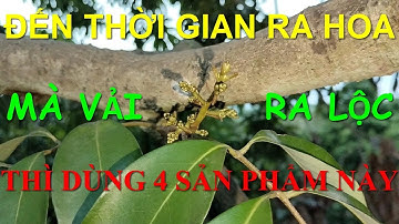 Kỹ thuật ức chế lộc tạo điều kiện cho câc giống cây Vải ra hoa thuận lợi.