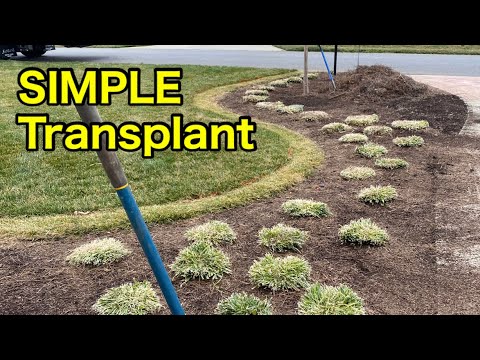 Video: Tips for å transplantere apegress i landskapet