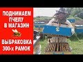 Поднимаем пчелу в 145-й магазин | Выбраковка 300-х рамок при работе с 145-м  магазином.