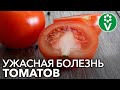 Почему у томатов белая мякоть?