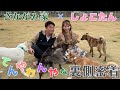 【裏側密着】しょこたんコラボの裏側で、あんな会話やこんな会話が・・・