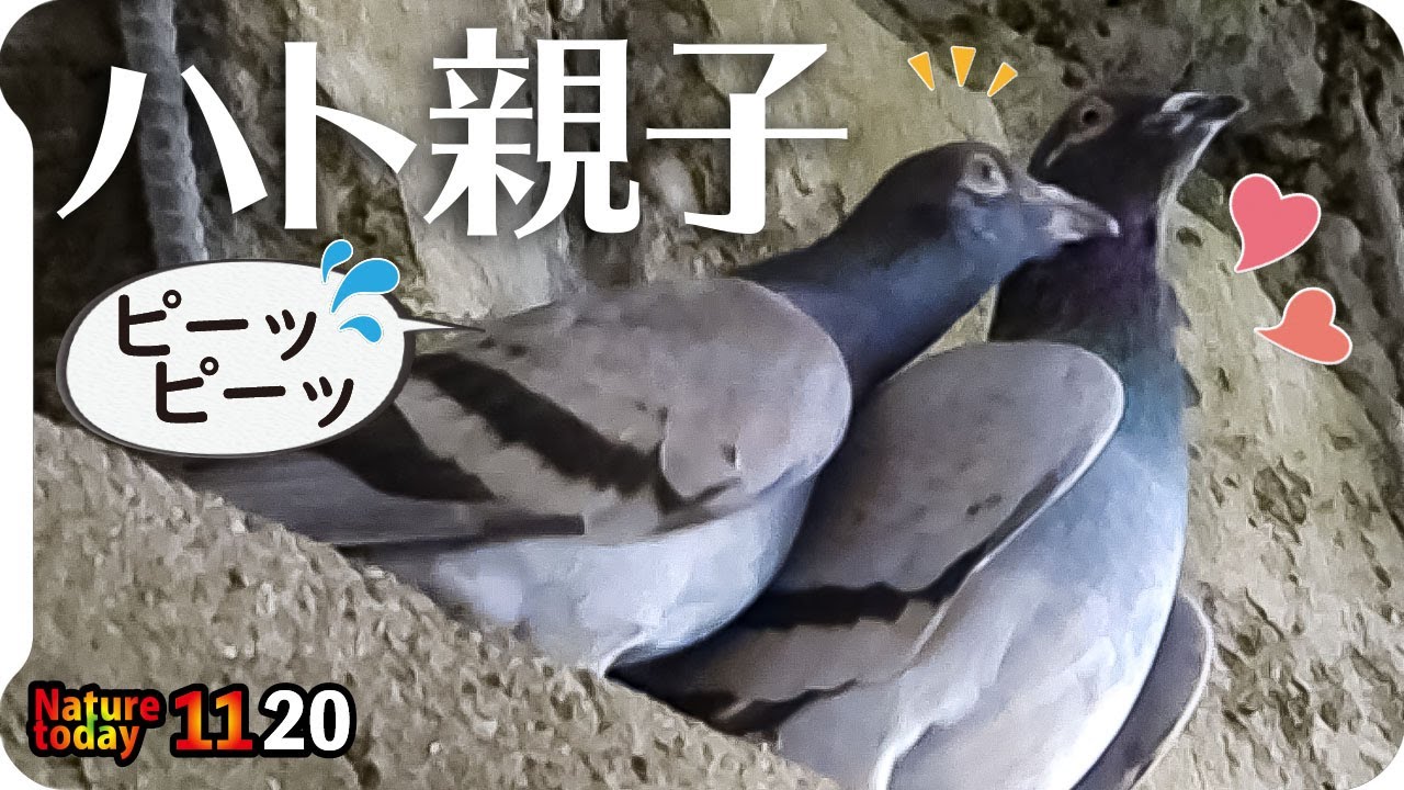 鳩 の 鳴き声