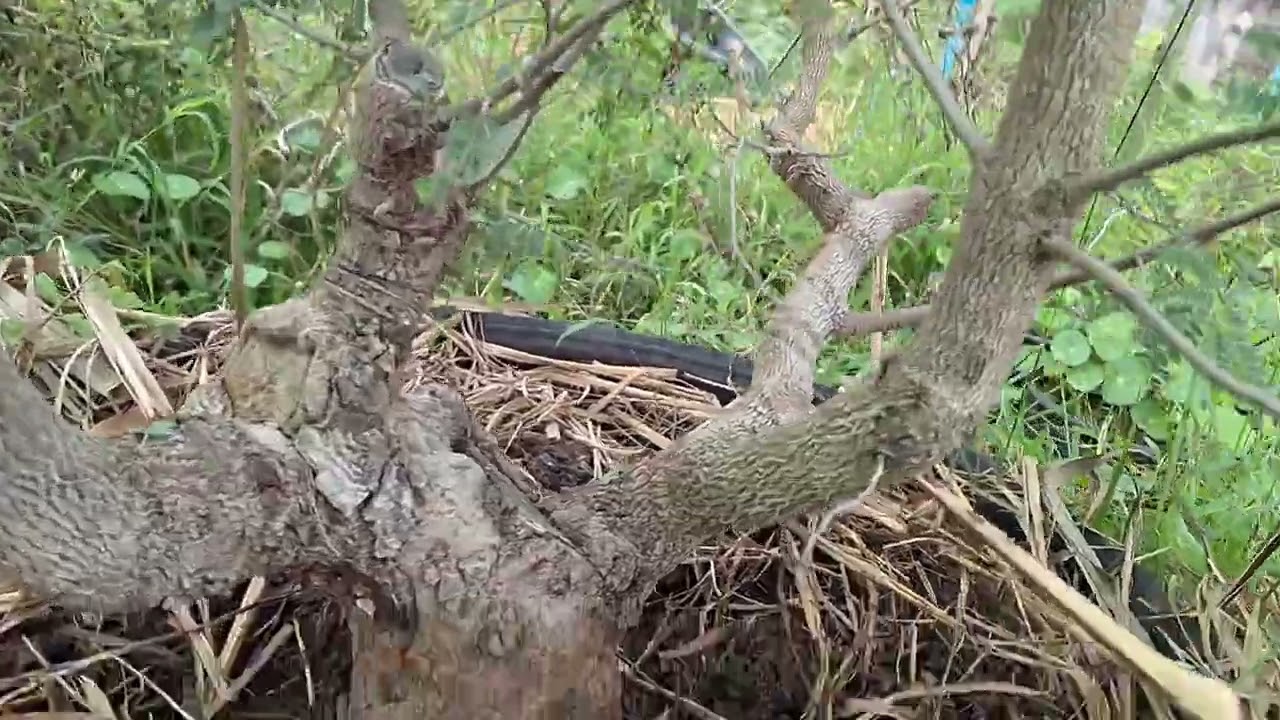 Подготовьте материалы для создания бонсай.