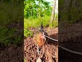 Pikat betina ayam hutan #pikatpenjelajahsumsel