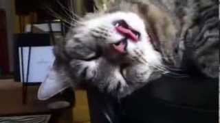 Sleeping Cat - Doesnt Notice Tongue Being Pulled
