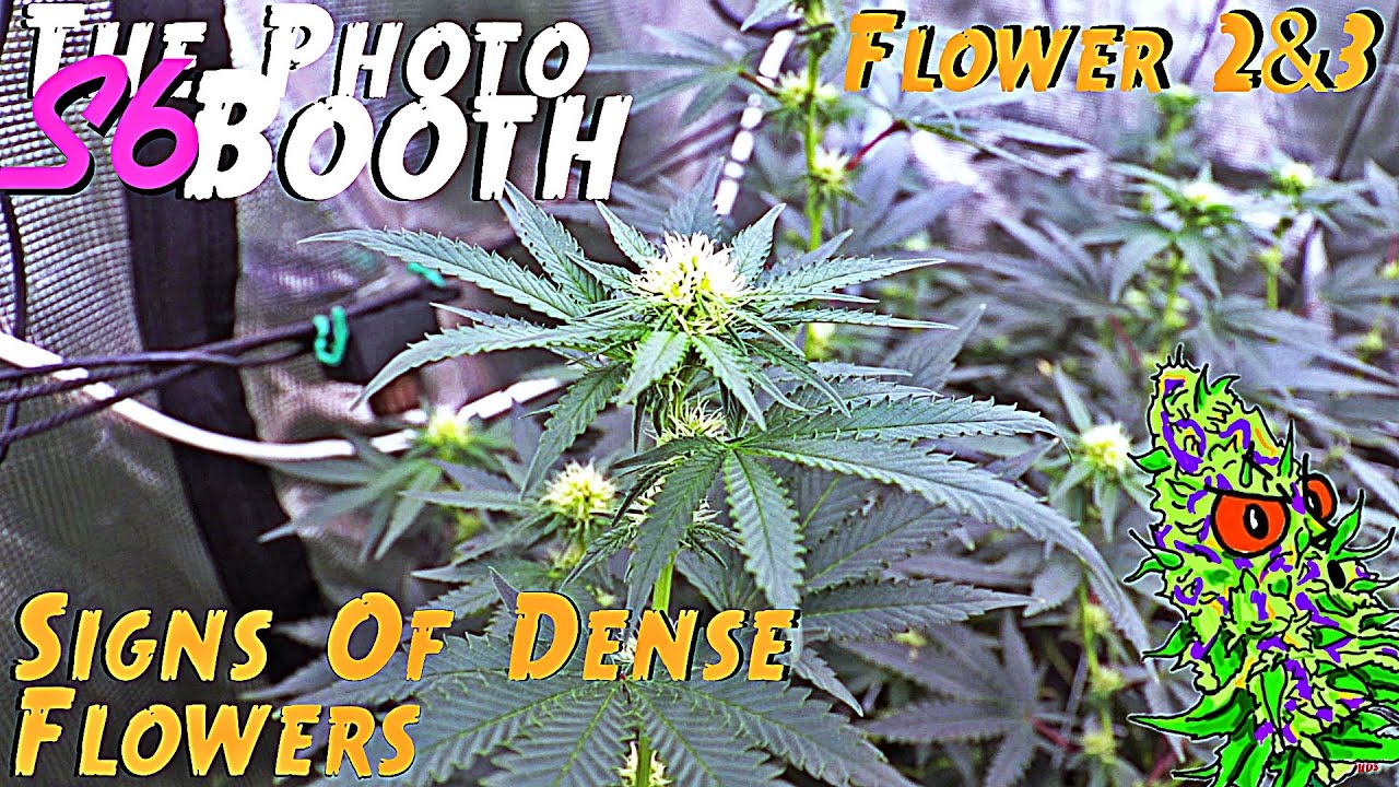 The Photo Booth S6 Ep. 10 | Flower 2 & 3 | Signs Of Dense Flowers