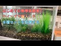 #熱帯魚#アクアリウム#カインズ『はじめての熱帯魚飼育①』【First tropical fish breeding①】