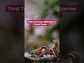 Thirst Turns Into Fight! Sparrow Couple Drama ❤️ #youtubeshorts #birds #wildlife #nature #shorts