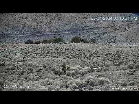 Yellowstone Bison Hazing -   Easter Morning