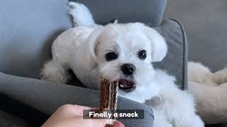 MALTESE PUPPIES HAVE A LOVELY AND PLAYFUL PERSONALITY by Xanti the Maltese 4,502 views 2 months ago 3 minutes, 42 seconds
