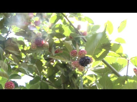 24 ივლისს, 12:45 საათზე - \"ფერმა\"