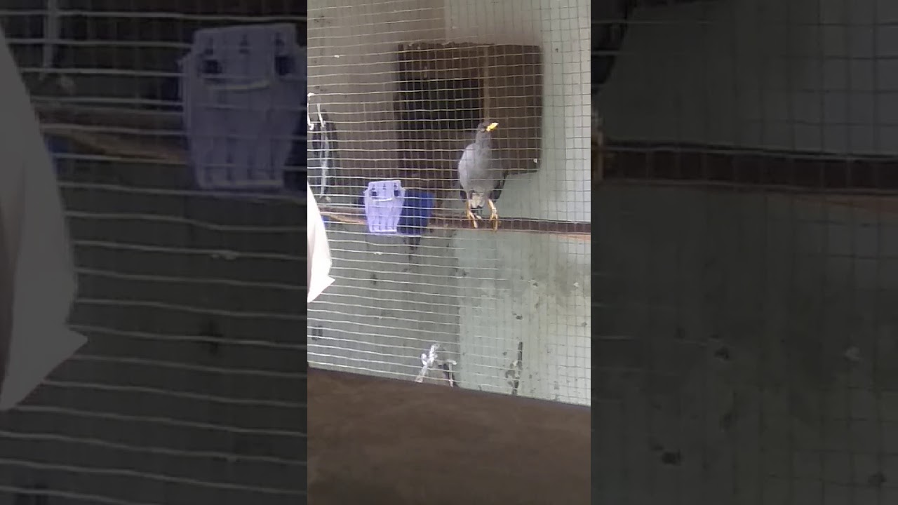 Burung 