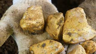 Gold diggers unearth natural gold worth millions in forest