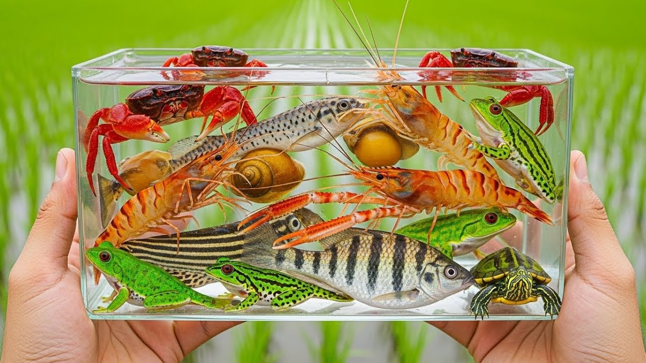 Epic Rice Field Wildlife Catching – Colorful Crabs, Snails, Fish, Frogs & Turtle in Clear Container