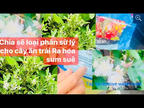 Video: Trái cây trên cây Giô-suê có ăn được không?