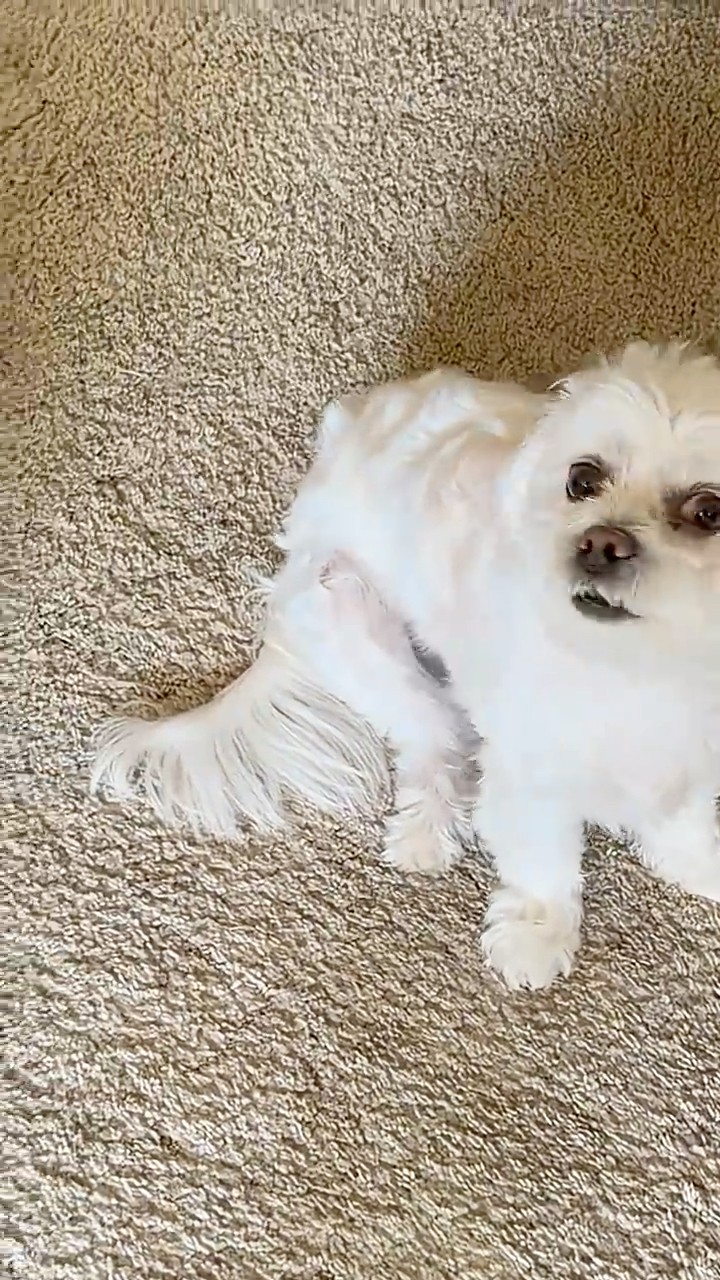 love #cute #dogshorts #pet #animallovers #cutedog #trendingshorts