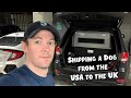 Shipping  transporting your dog from the usa to the uk