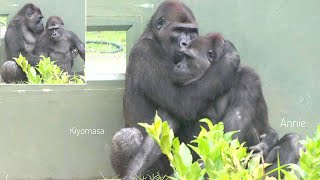 Gorilla Siblings That Get Along Too Well | The Shabani Family