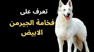 كلب ال وايت شيبرد White German Shepherdفخامة الجيرمن الابيض|كلب الجيرمن شيبرد الابيض الوايت جيرمن
