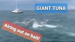 Absolutely insane giant bluefin tuna feeding frenzy at Oregon Inlet, North Carolina