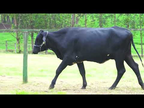 LOTE 174   PAULA FIV MOVIE SANTA LUZIA   1302CL