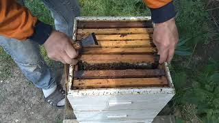 Пчелы залились медом,срочно ставлю всей пасеке третьи корпуса с сушью.