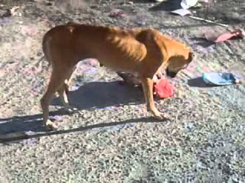 Le Chien Le Plus Maigre Du Monde Youtube