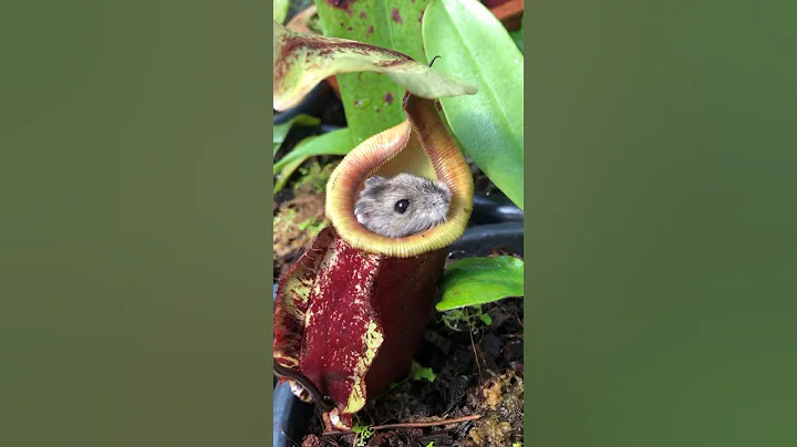 This Pitcher Plant ate my Hamster 😅❤️ #nepenthes #carnivorousplants #pitcherplant - DayDayNews