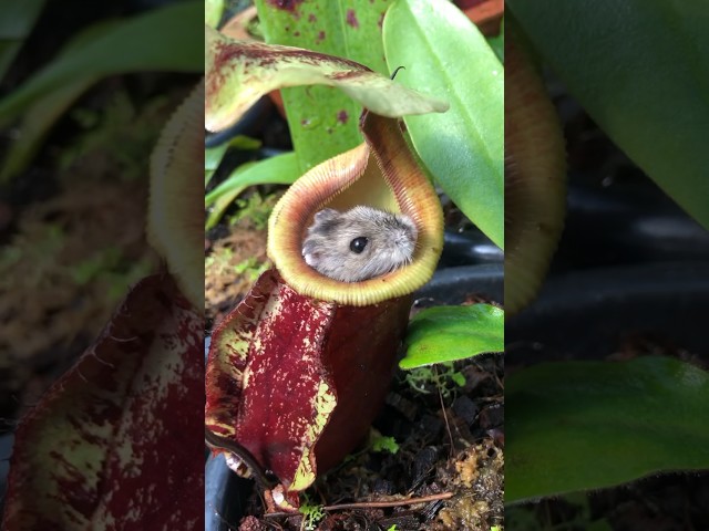 This Pitcher Plant ate my Hamster 😅❤️ #nepenthes #carnivorousplants #pitcherplant class=
