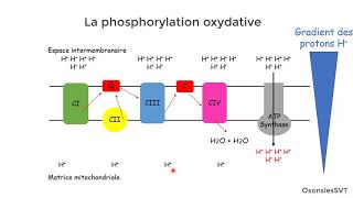 2ème Bac: La chaîne respiratoire et la phosphorylation oxydative/ Unité 1/ Chapitre 1