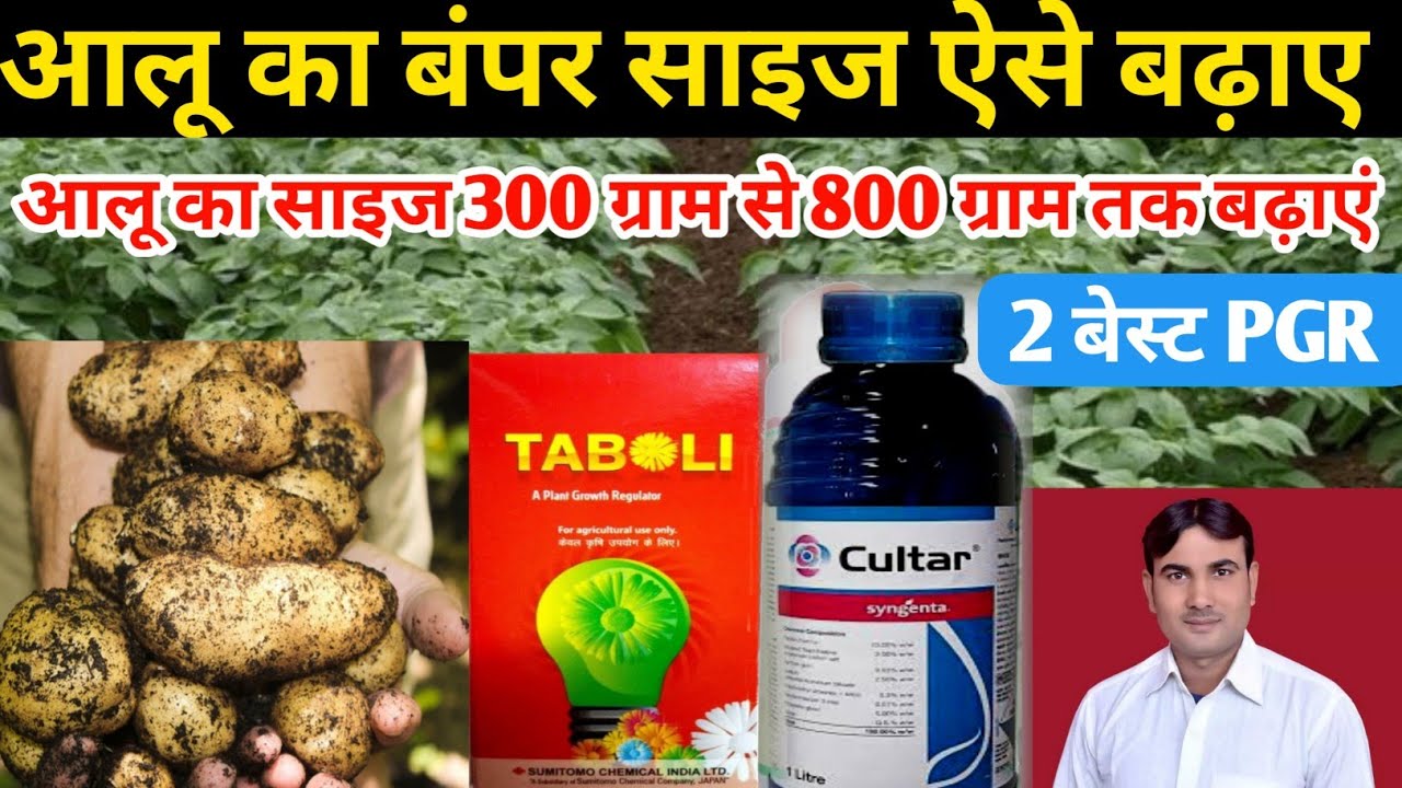  Aalu Mein Dusri Spray aloo Mota Karne 