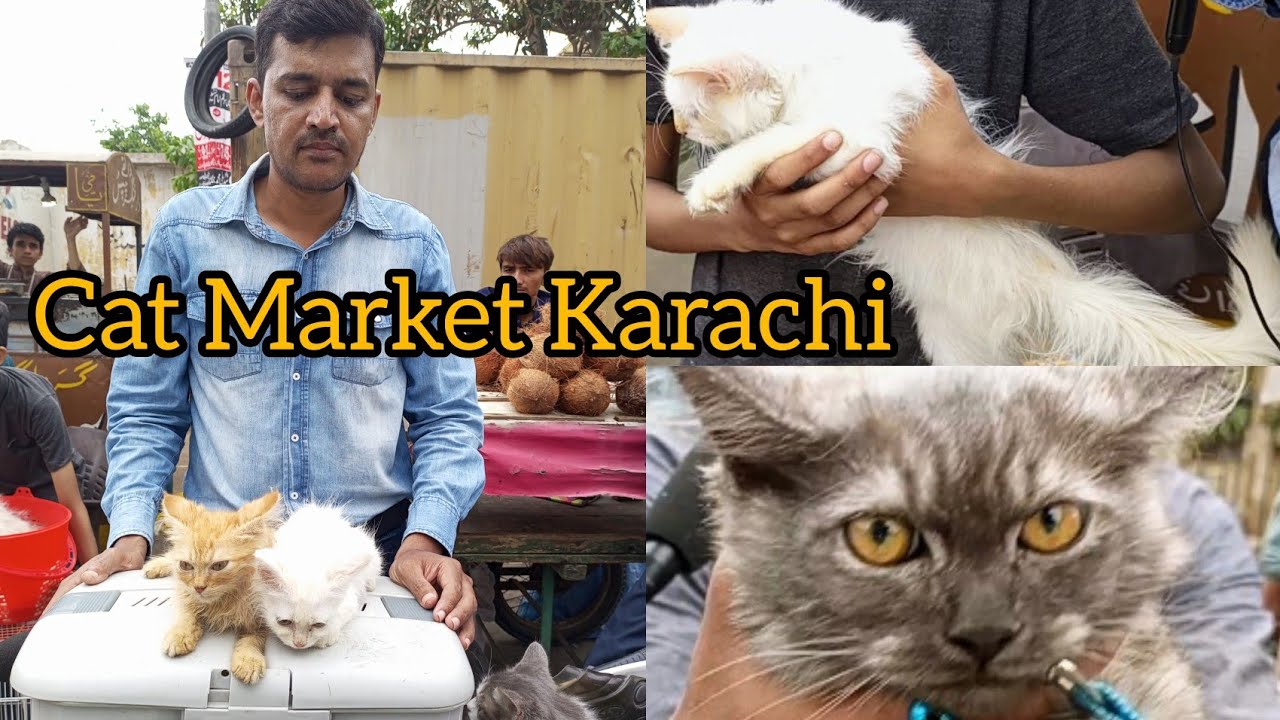 Saddar Cat Market Karachi Billi ki Market 23723 catmarket YouTube