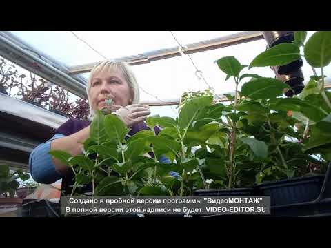 Videó: Növekvő Rododendronok