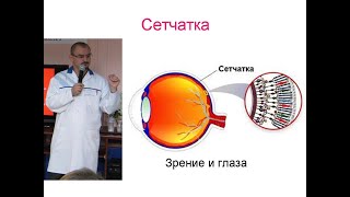 Сетчатка. Дистрофия сетчатки. Ретинопатия и макулодистрофия.