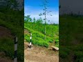 Thekkady Tea Estate Road