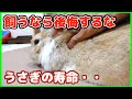 【寿命】うさぎをかわいいから飼うと絶対に後悔する理由