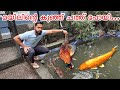 അറിയാതെ വെള്ളത്തിൽ വീണതാ... | Bought New Birds